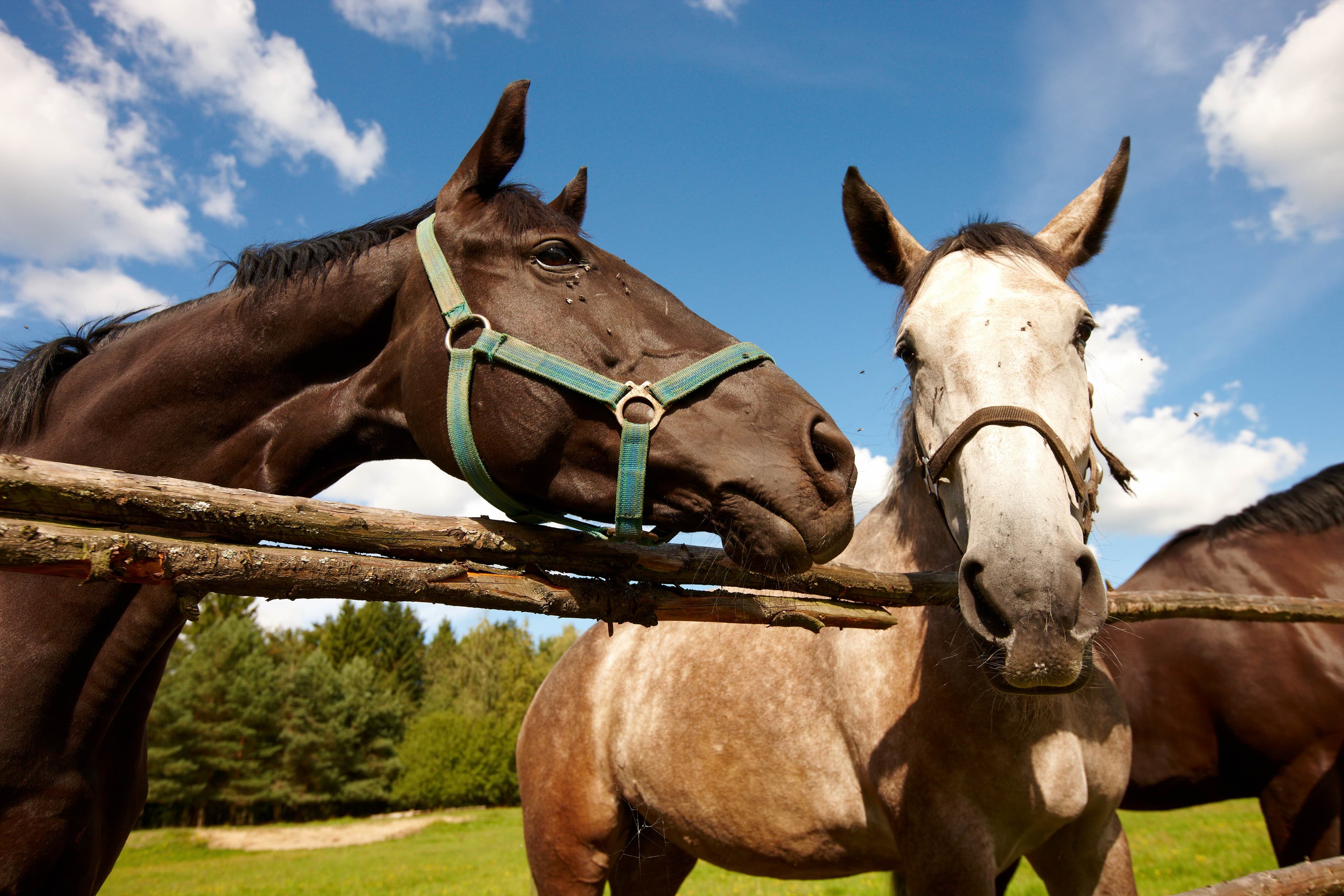 drei Pferde auf der Weide