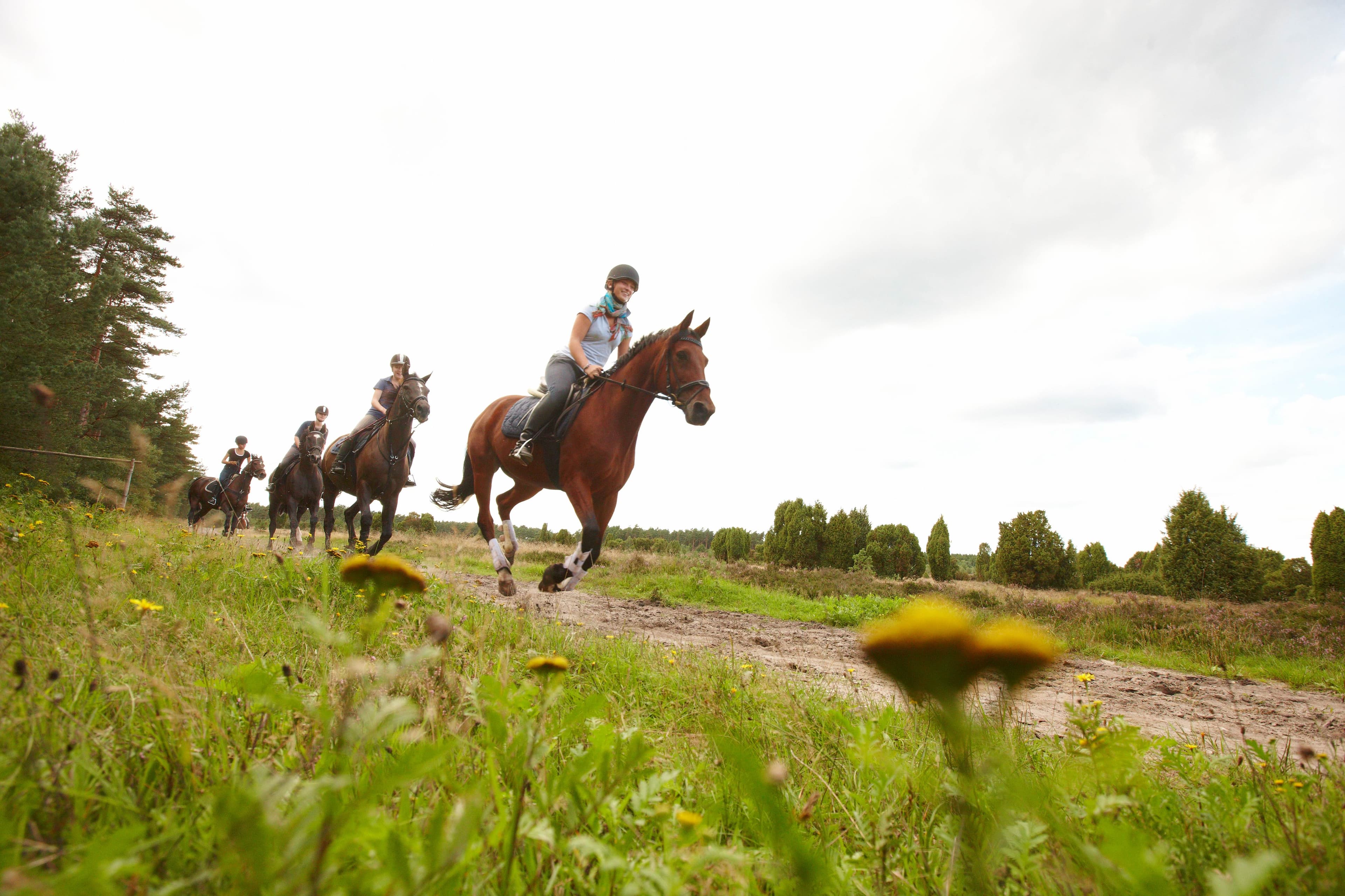 vier galoppierende Reiter