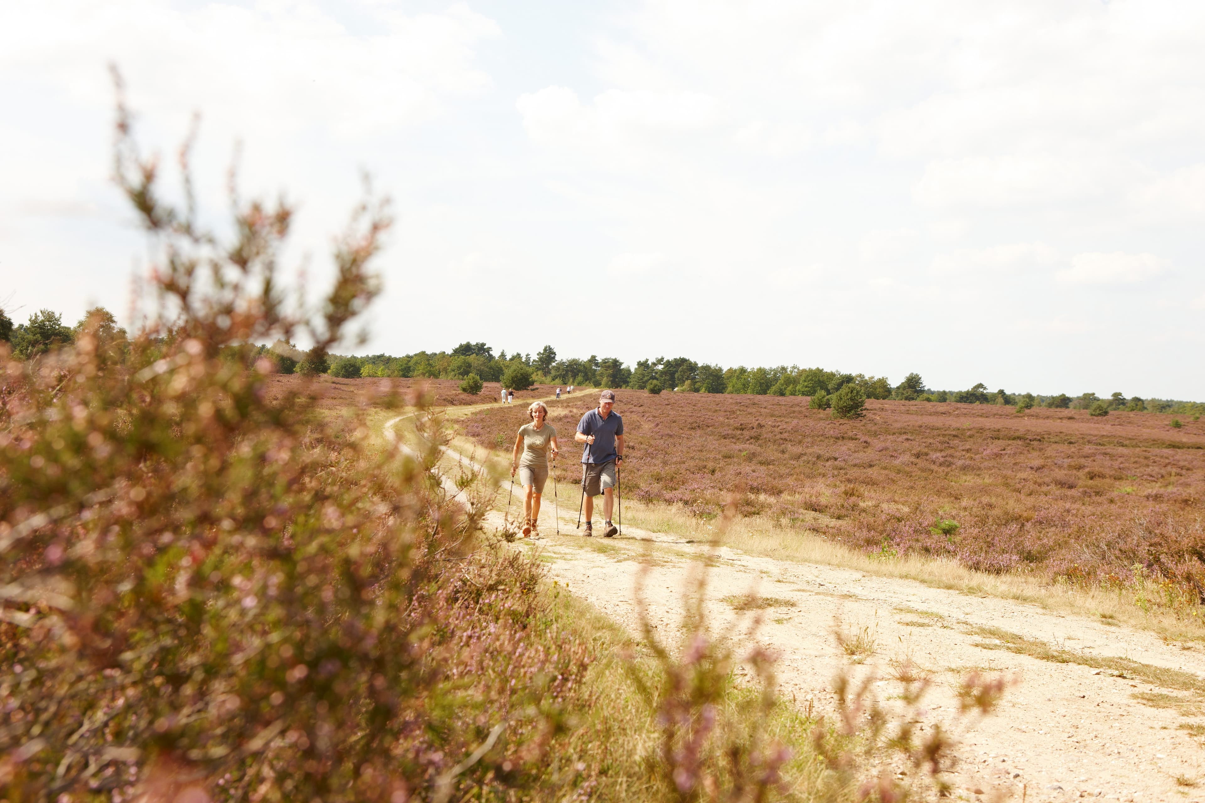 Nordic Walking-Tour 3: Schwere Tour Heide