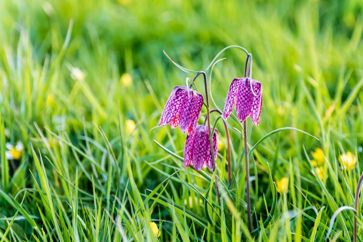 Schachbrettblume-Seeve-Radweg, Schachblumen, Schachbrettblumen