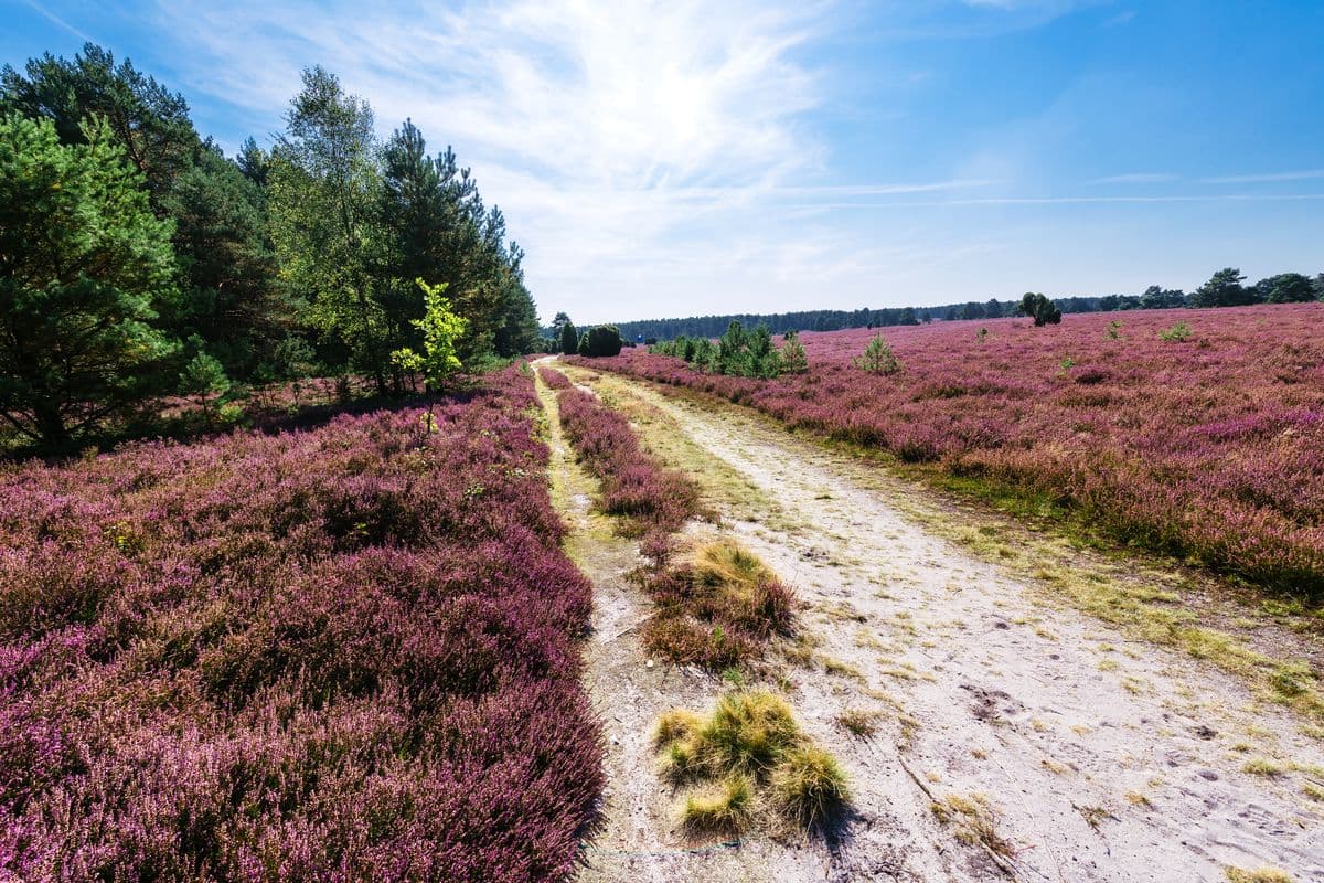 Wanderweg durch die Heide am Hausselberg