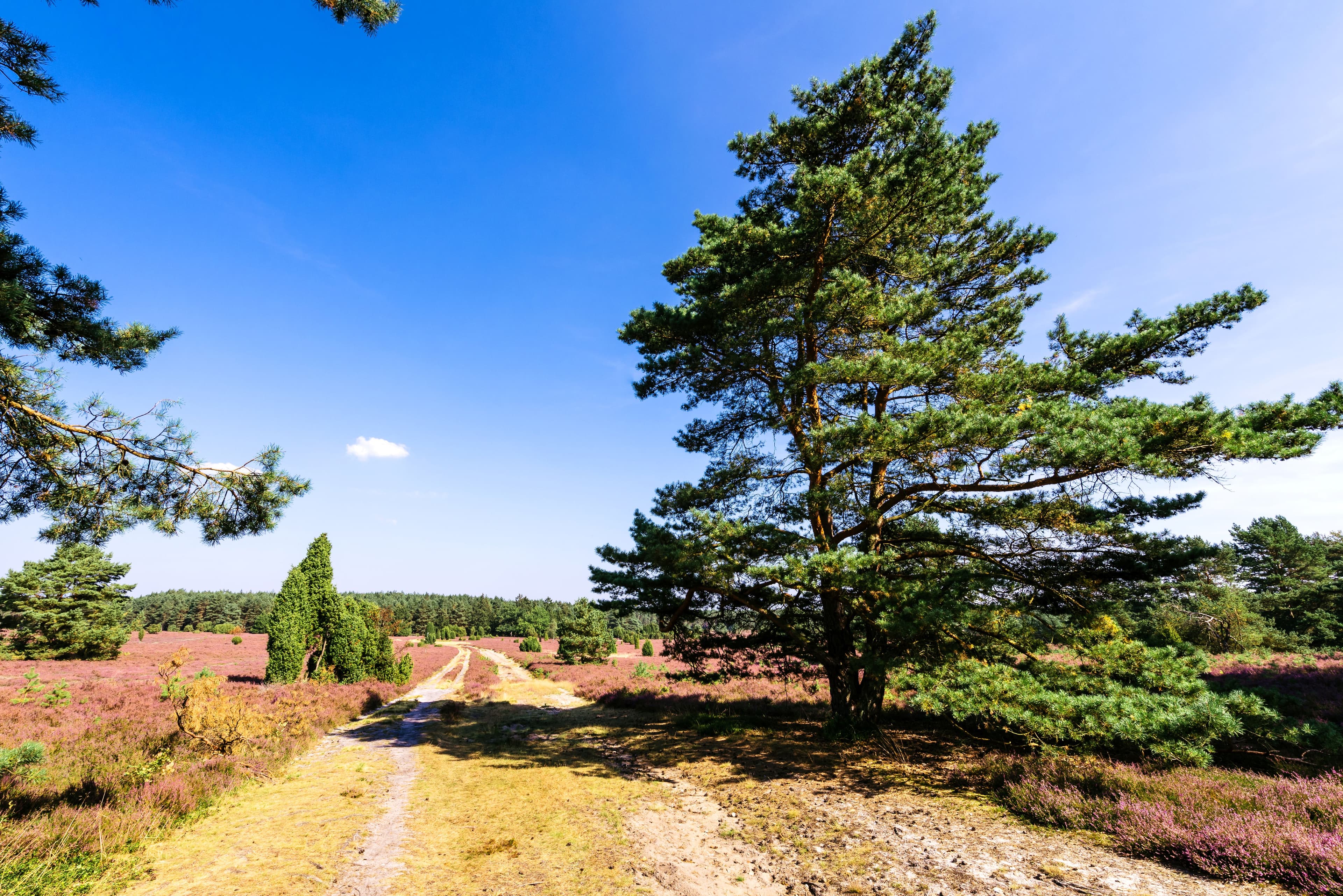 Wald am Hausselberg bei Müden (Örtze)