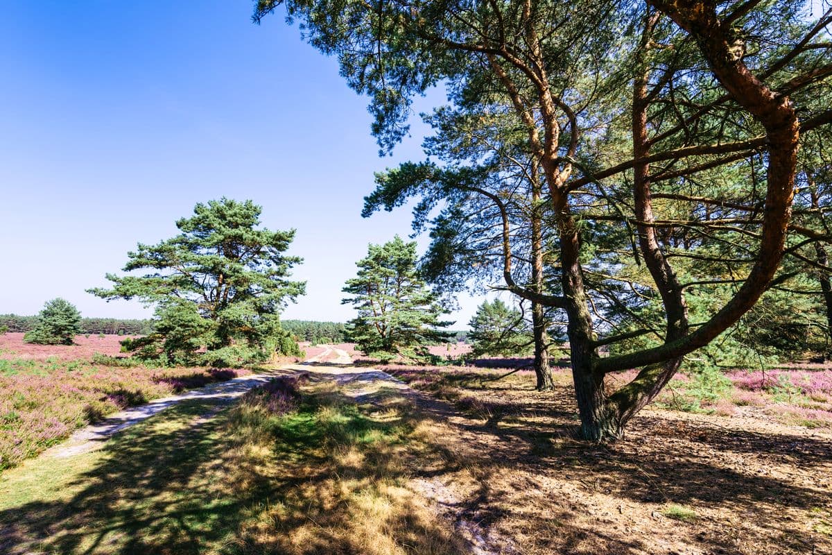 Hausselberg bei Müden (Örtze)