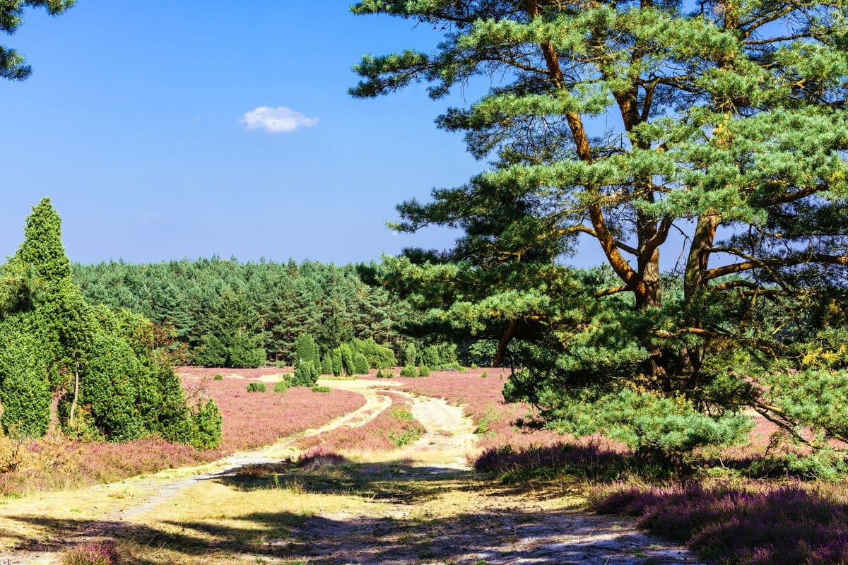 Wald am Hausselberg bei Müden (Örtze)