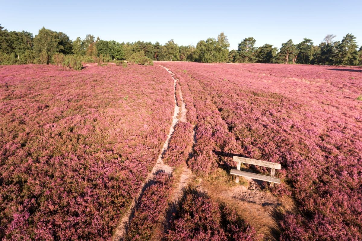 Luftaufnahme der blühenden Heide