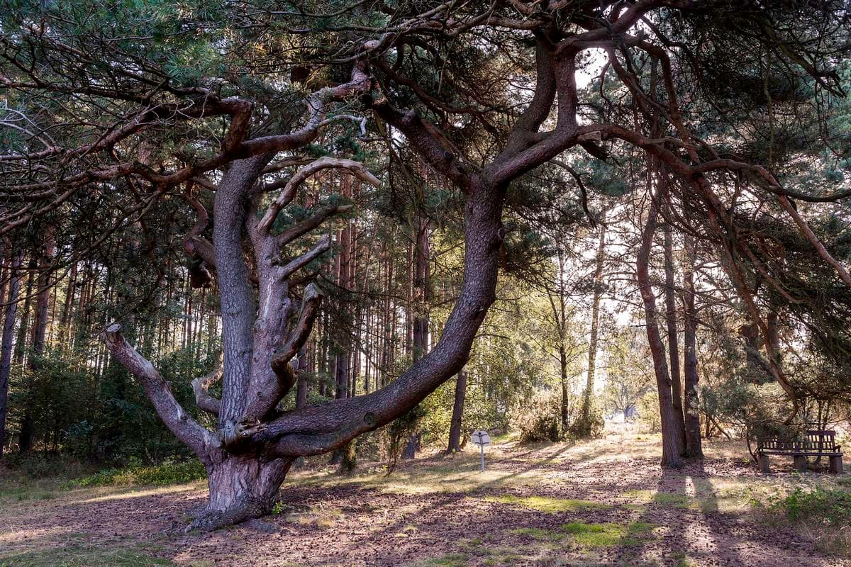 Wandern durch den Wald am Wietzer Berg