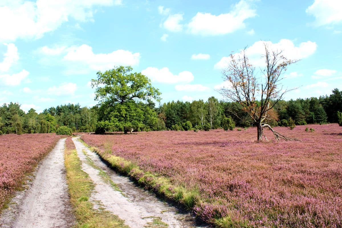 Oberoher Heide bei Müden (Örtze)