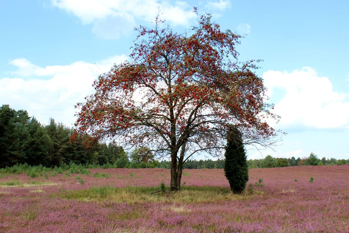 Oberoher Heide bei Müden (Örtze)