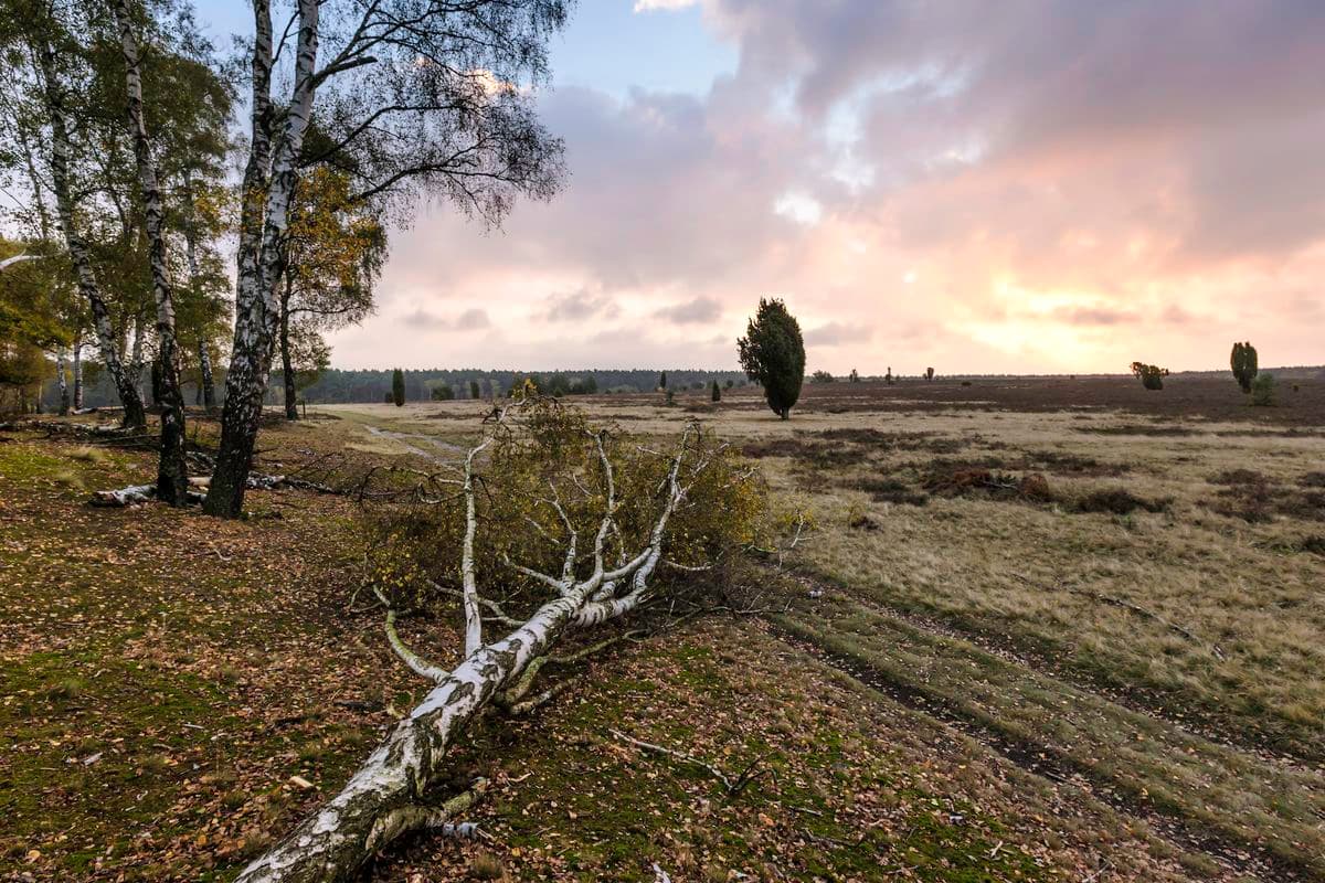 Oberoher Heide bei Müden (Örtze)