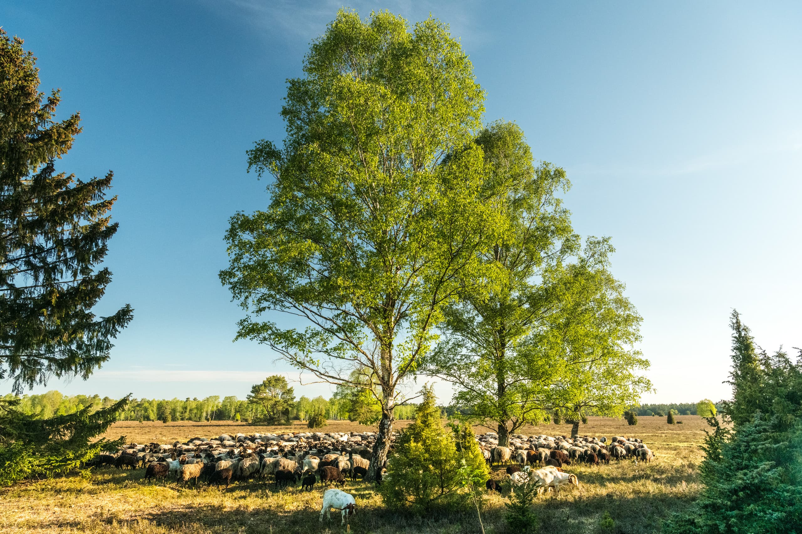 Oberoher Heide bei Müden (Örtze)