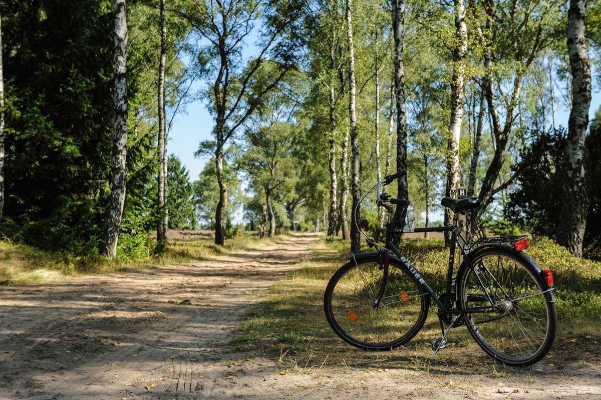 Birkenwald an der Oberoher Heide