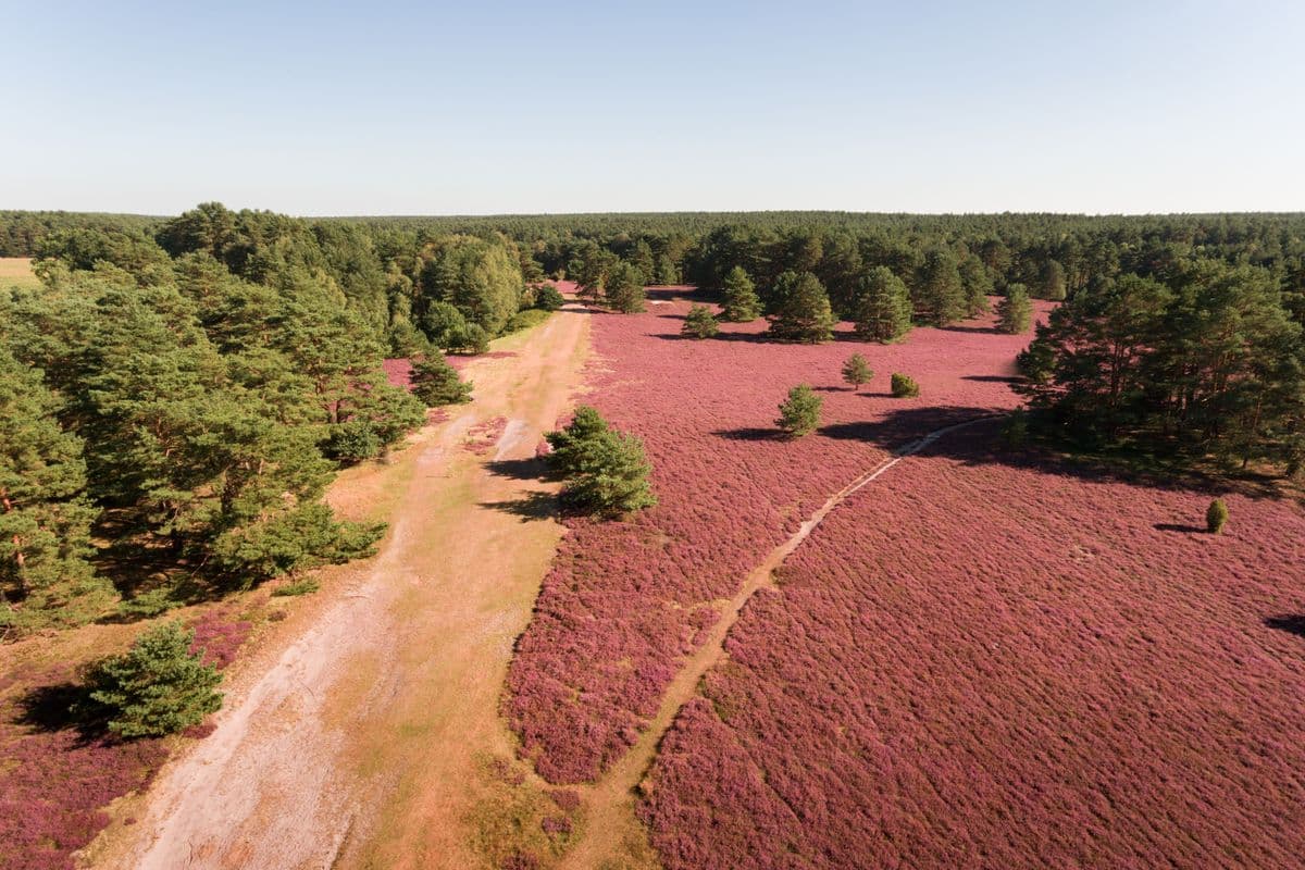 Misselhorner Heide bei Hermannsburg