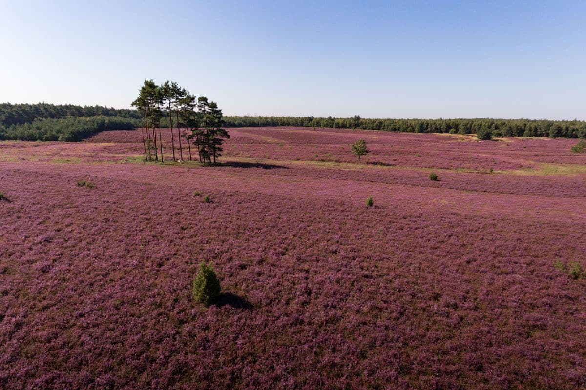 Misselhorner Heide bei Hermannsburg