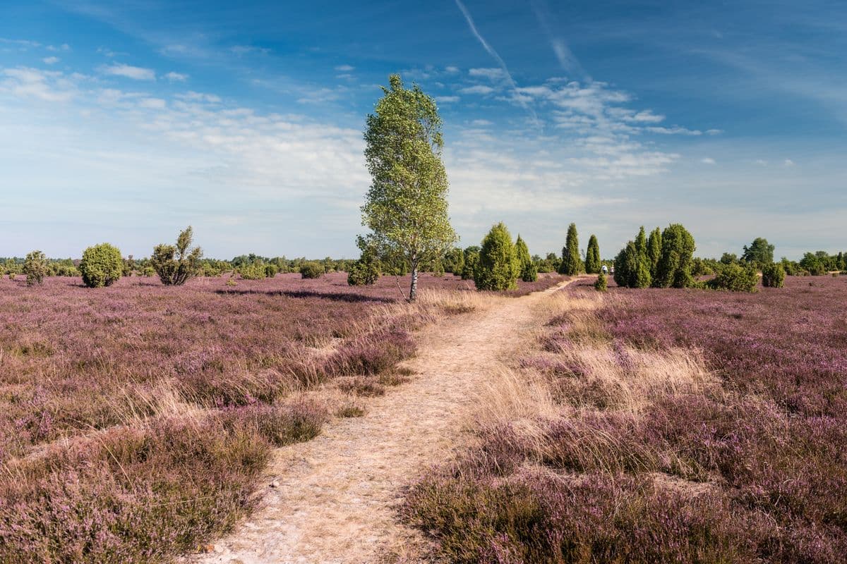 Wacholderwald Schmarbeck