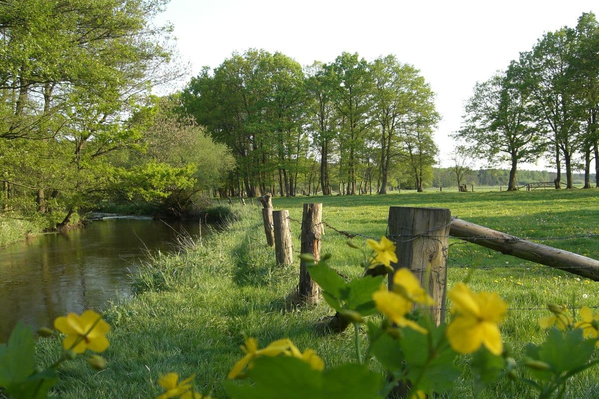 Heidefluss Örtze bei Oldendorf