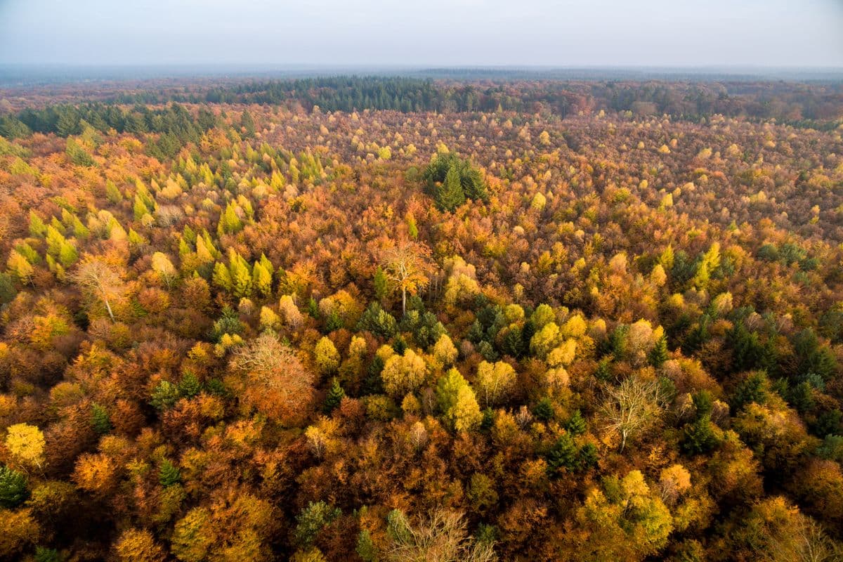 Herrliche Laubfärbung im Lüßwald, Naturpark Südheide