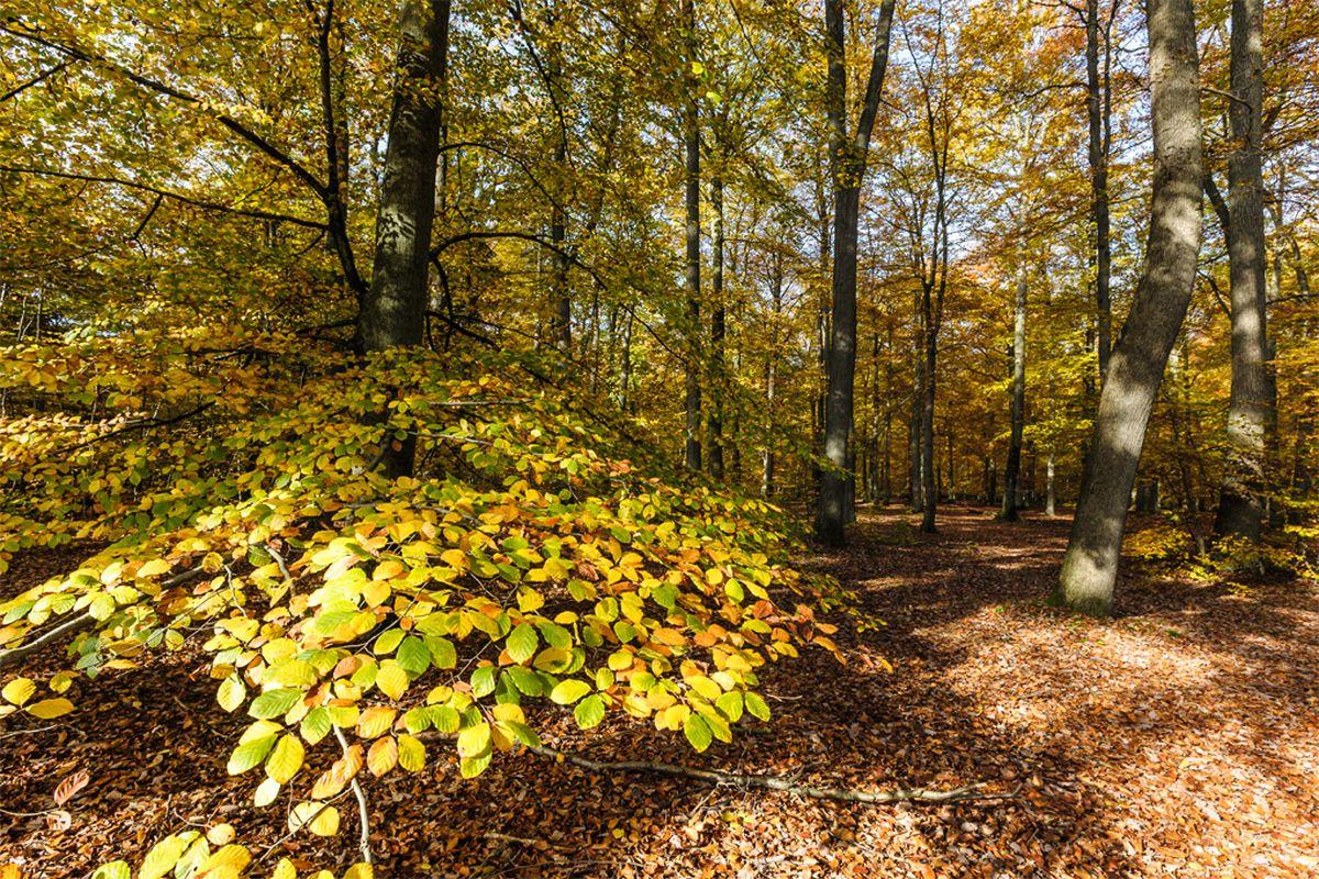 Wunderbare Herbststimmung imLüßwald in Unterlüß, Naturpark Südheide.