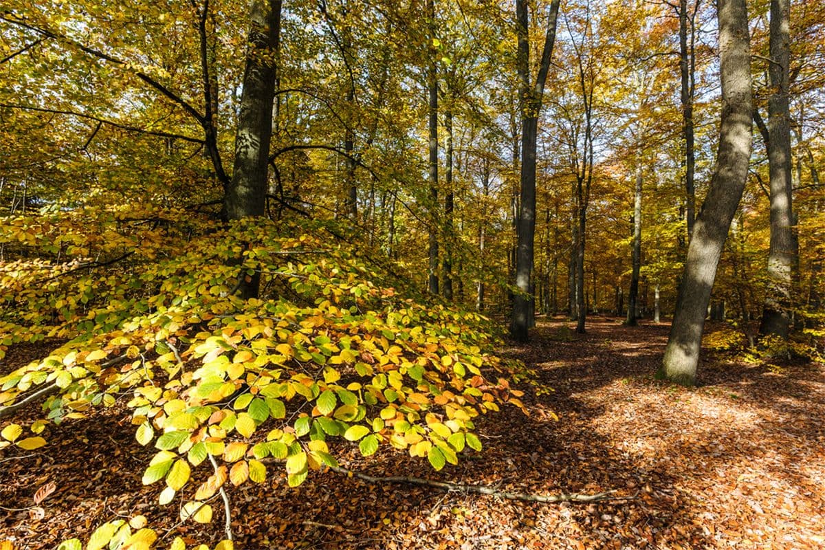 Wunderbare Herbststimmung imLüßwald in Unterlüß, Naturpark Südheide.