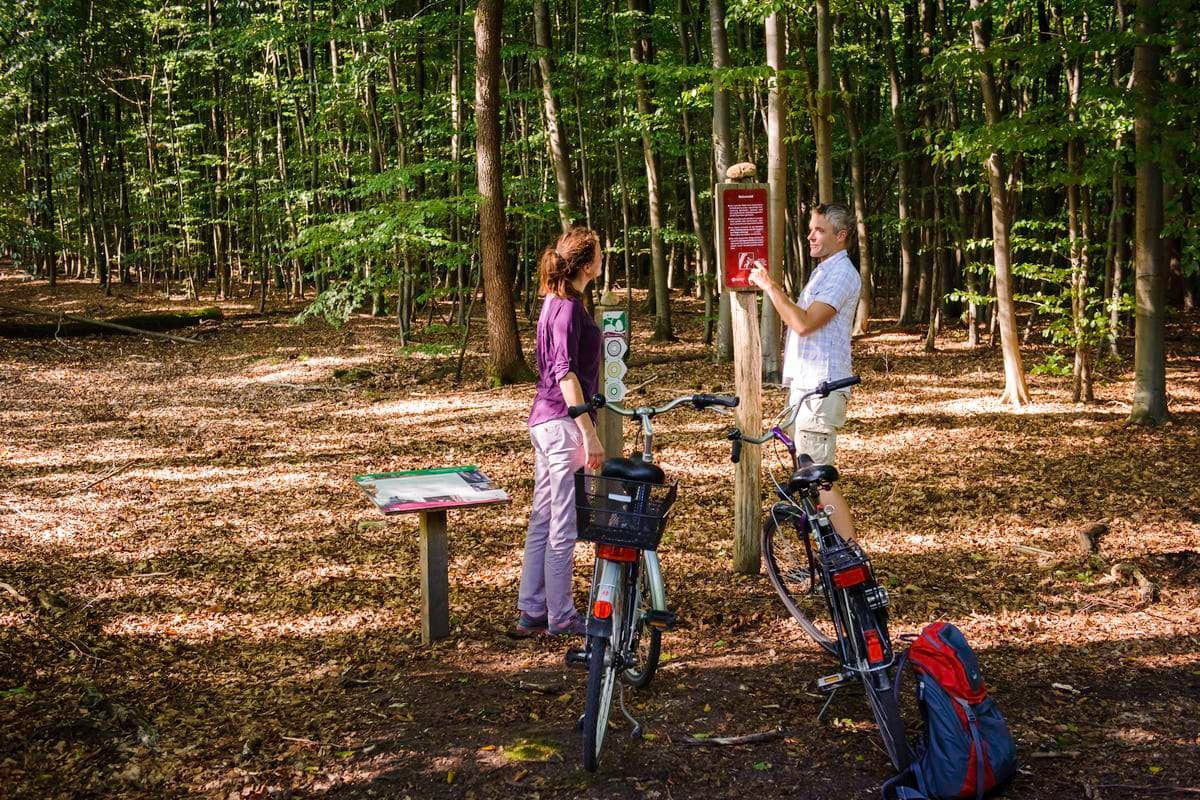 Radfahrer im Lüßwald