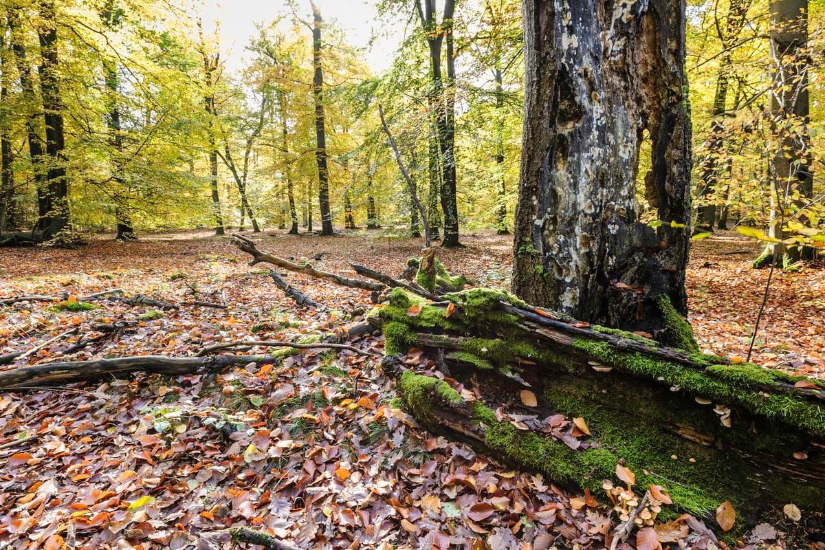 Lüßwald Unterlüß Südheide
