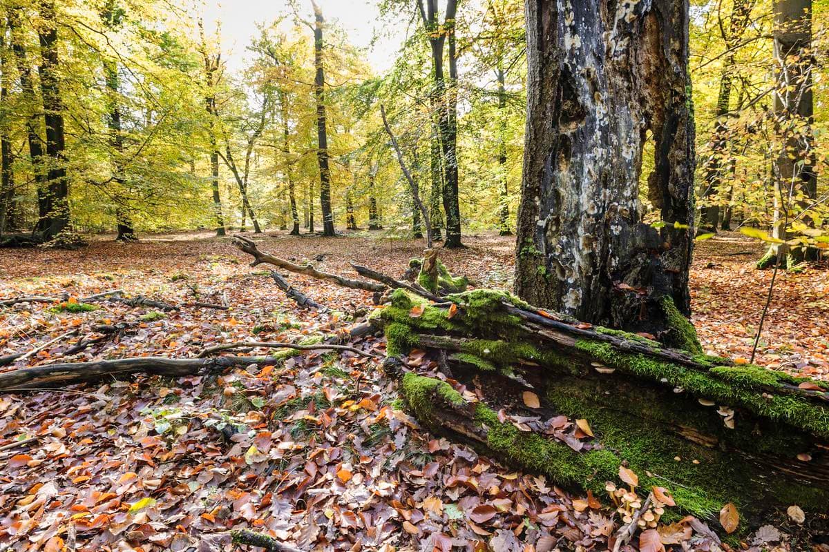 Im Lüßwald bei Unterlüß