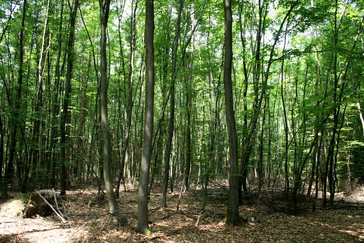 Lüßwald Unterlüß Südheide