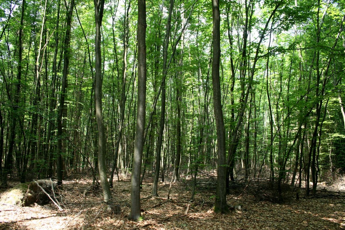 Im Lüßwald 