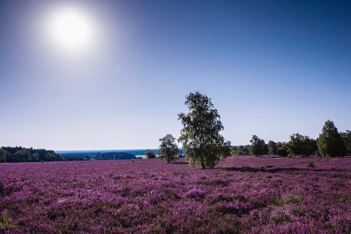 Wietzer Berg bei Müden (Örtze)