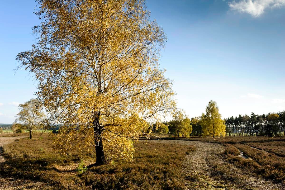 Wietzer Berg bei Müden (Örtze)