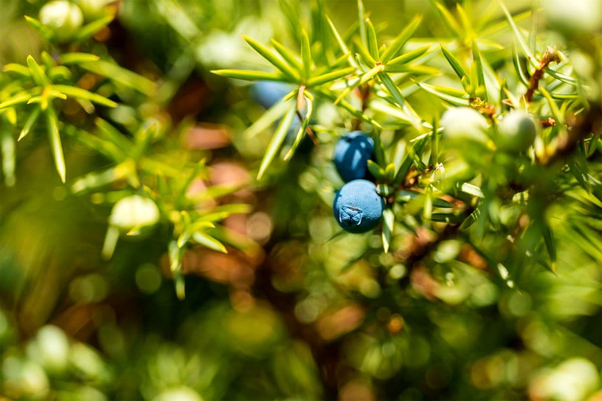 Wacholderbeere im Wacholderwald Schmarbeck