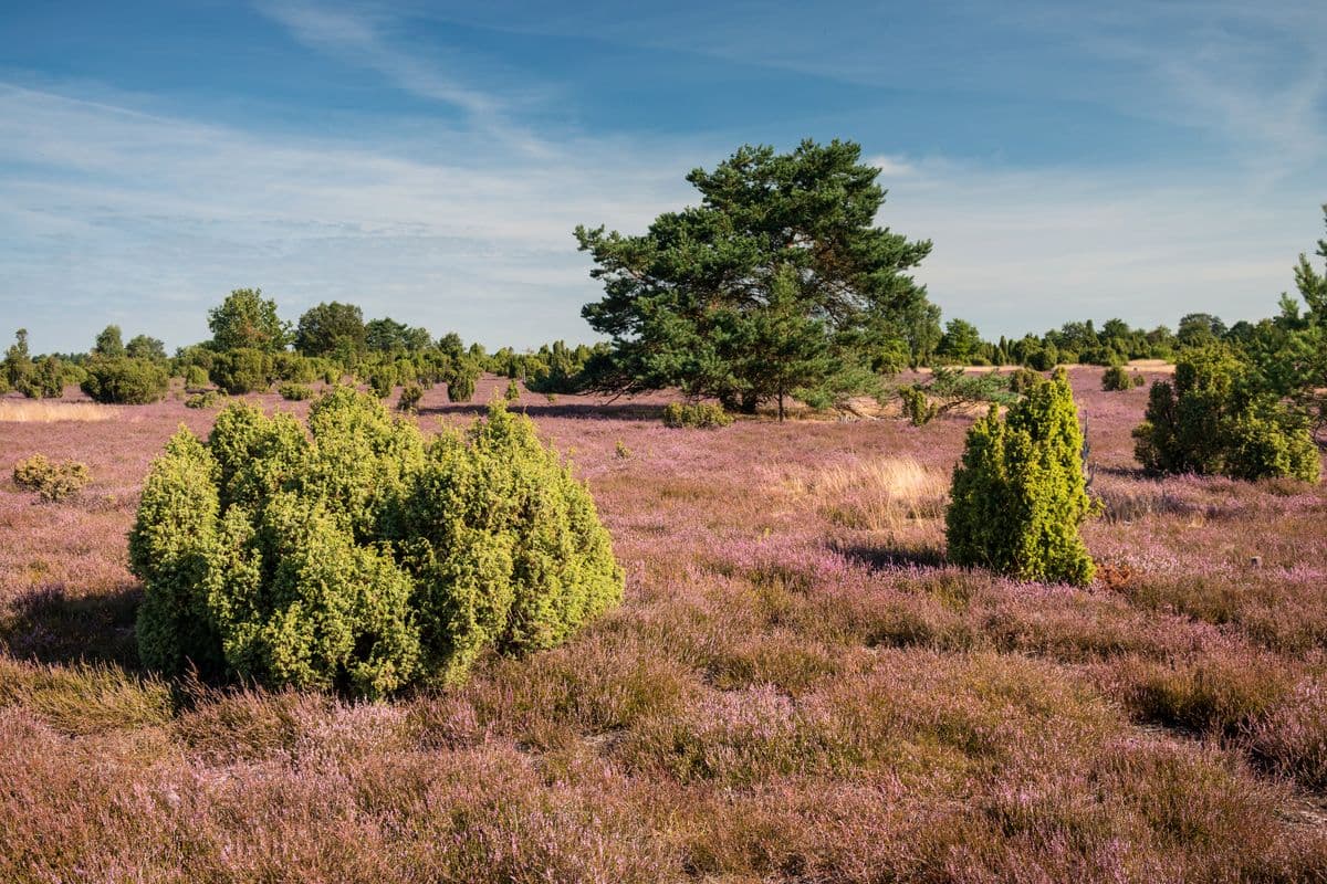 Wacholderwald Schmarbeck