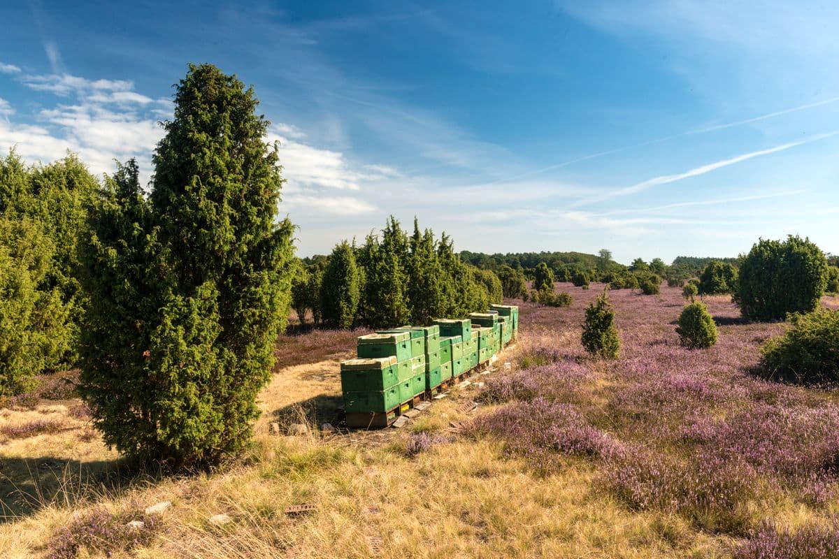 Wacholderwald Schmarbeck