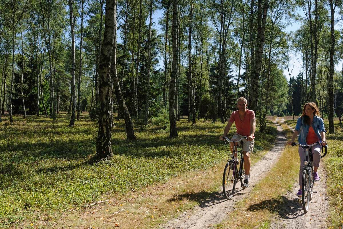 Birkenwald an der Oberoher Heide