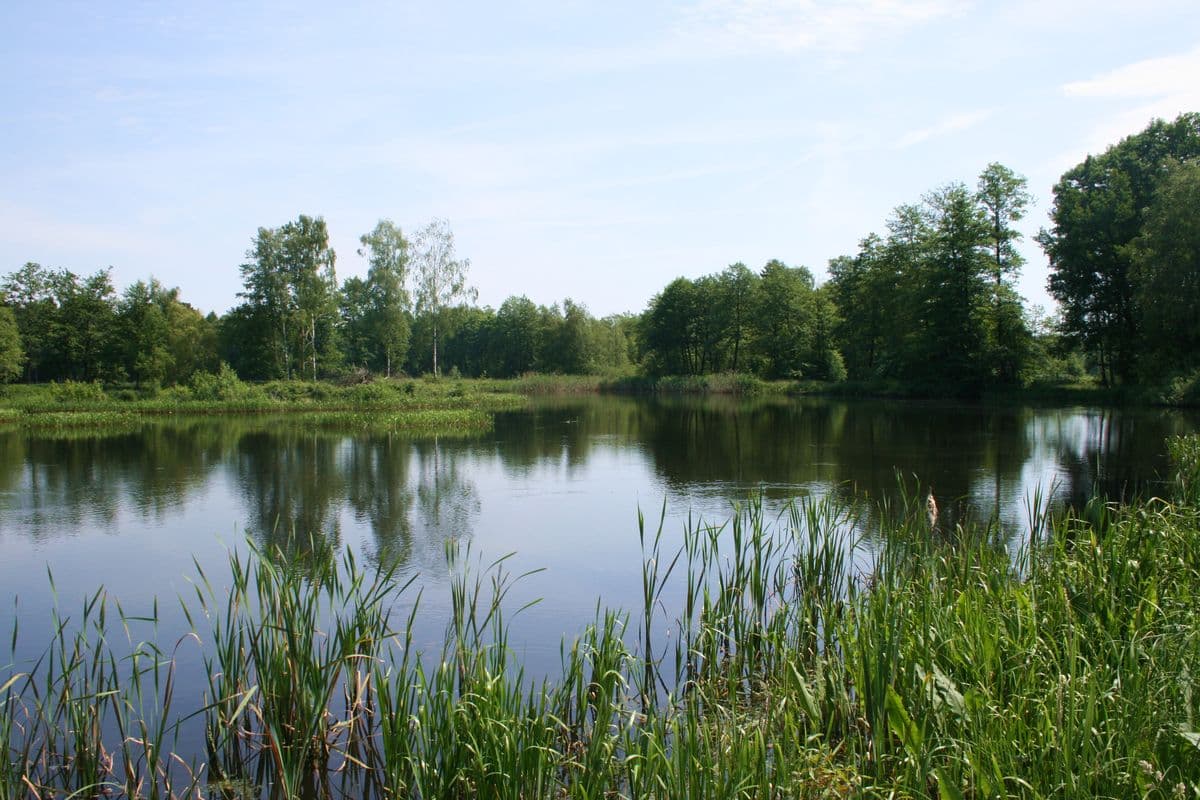 Aschauteiche bei Eschede