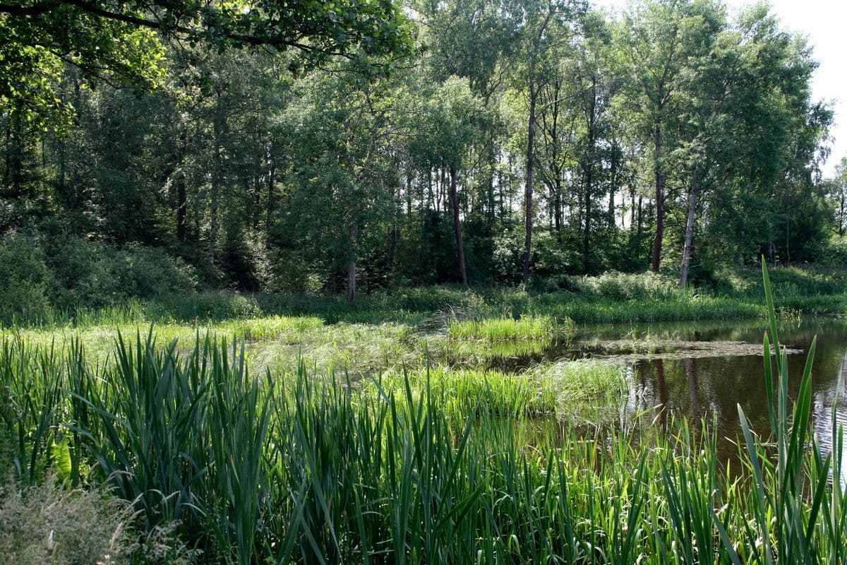 Loher Teiche in der Südheide