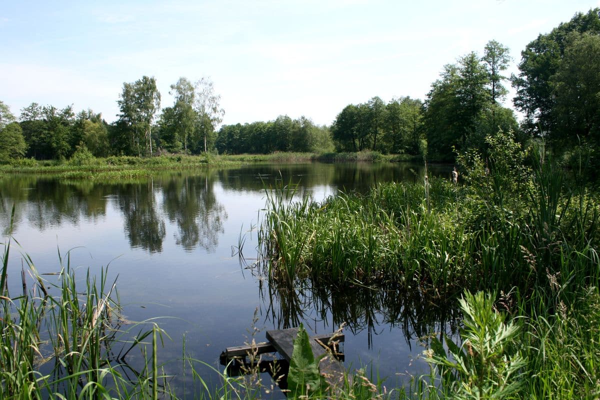 Loher Teiche in der Südheide