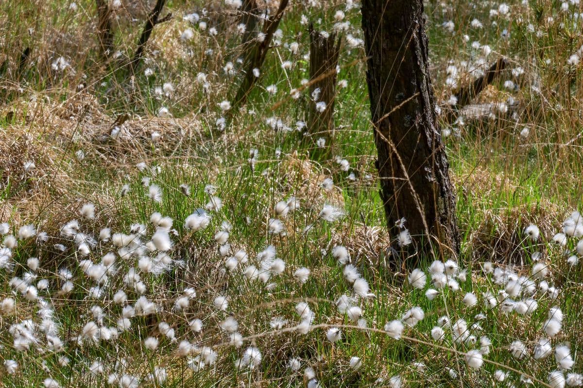 Wollgrasblüte an den Aschauteichen