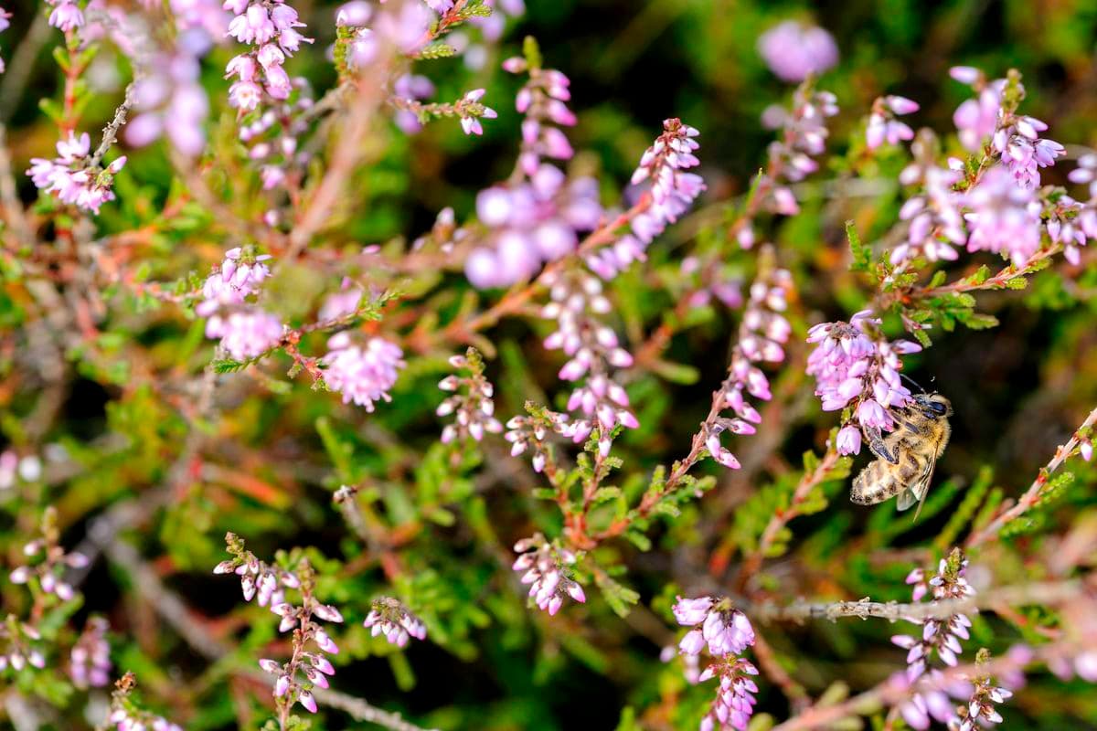 Biene in der Oberoher Heide