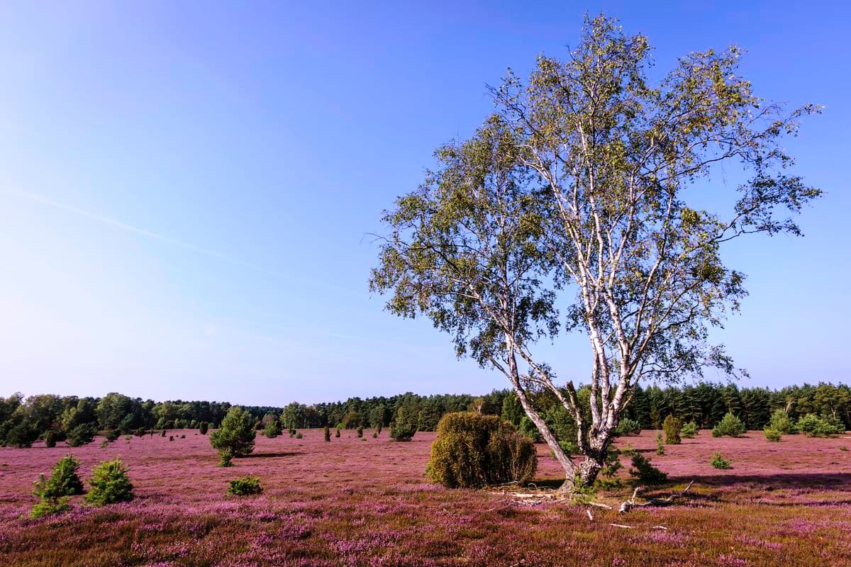 Oberoher Heide bei Müden (Örtze)