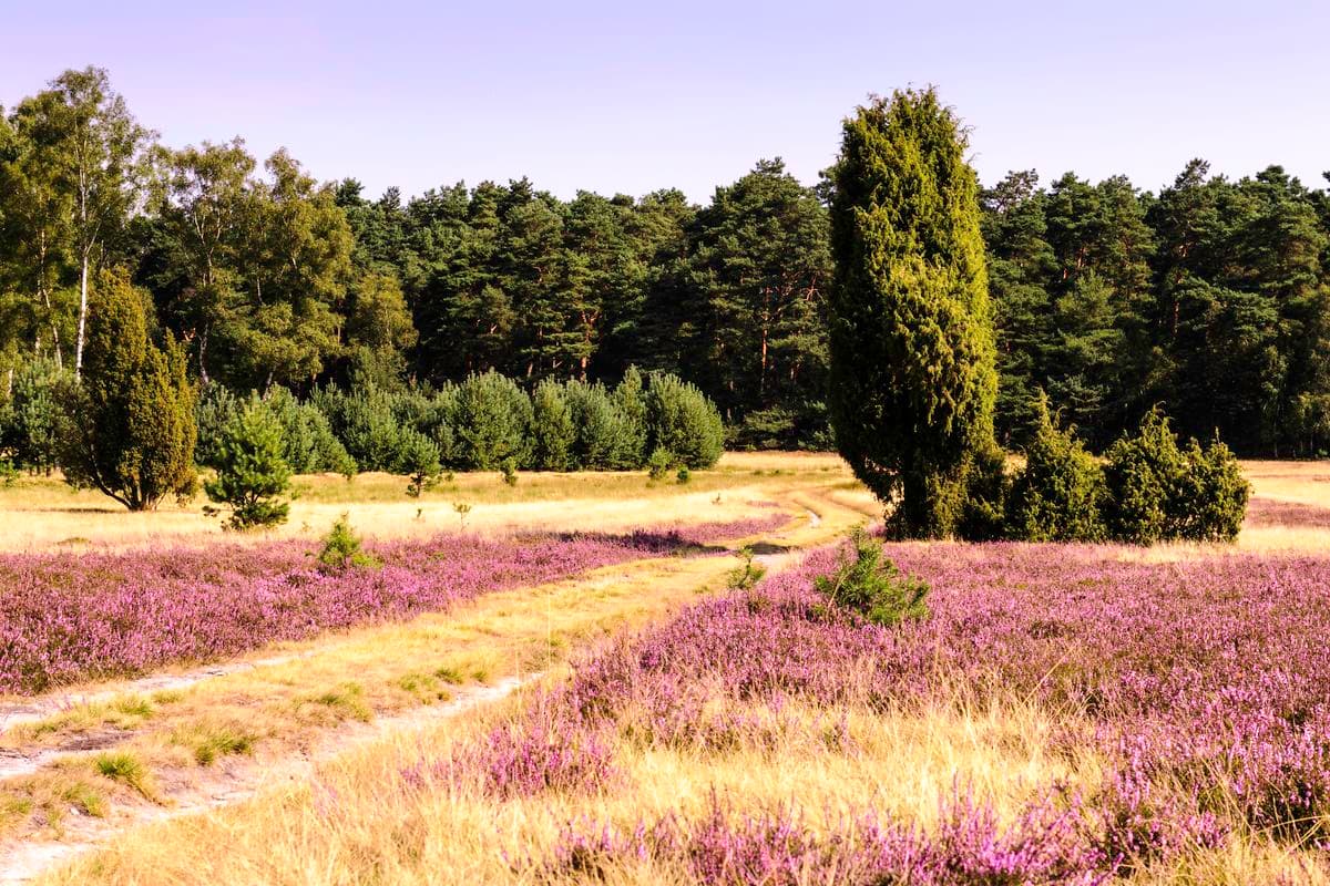 Oberoher Heide bei Müden (Örtze)