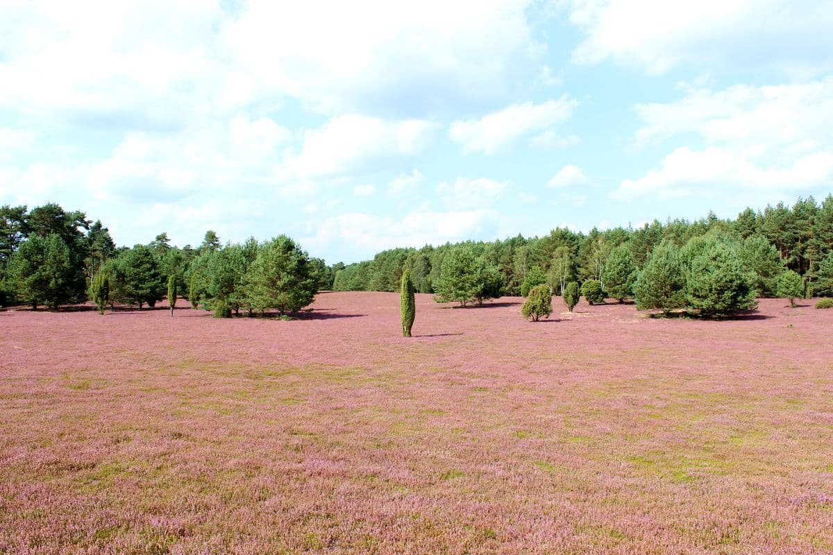 Oberoher Heide bei Müden (Örtze)