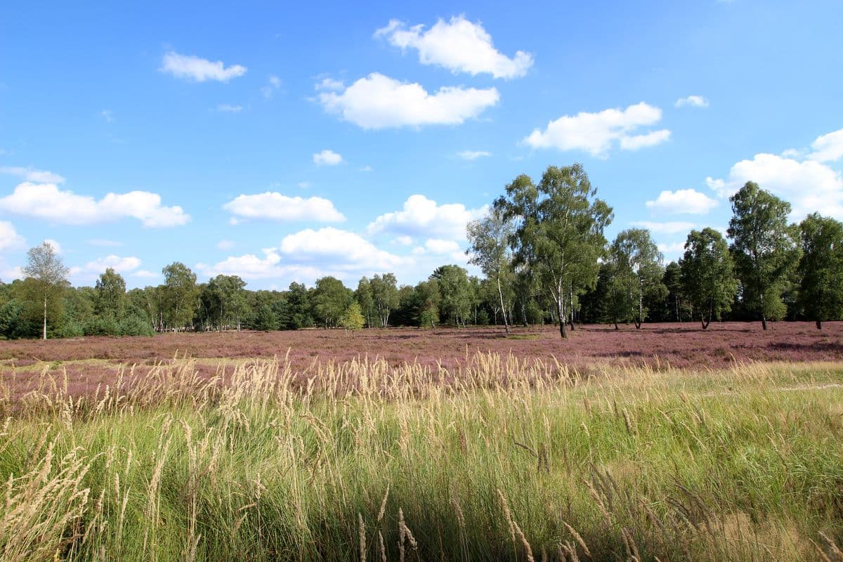 Oberoher Heide bei Müden (Örtze)