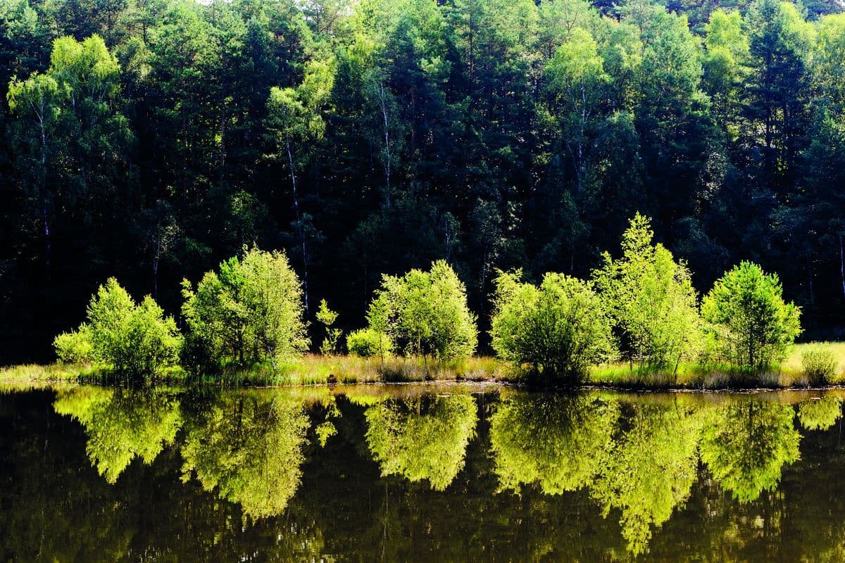 Kieselgur-Teich bei Oberohe