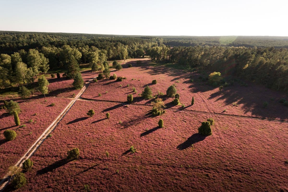 Luftaufnahme der Oberoher Heide