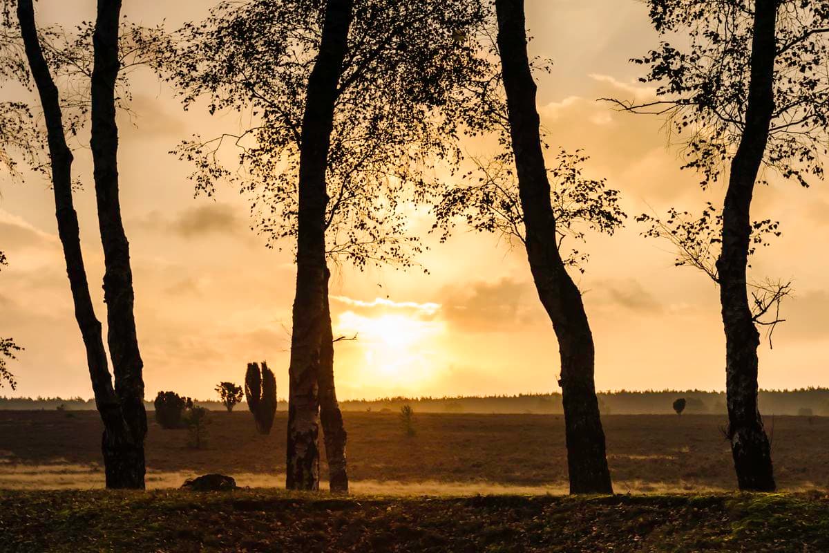 Oberoher Heide bei Müden (Örtze)