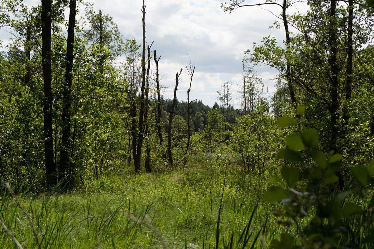 Bruchwald bei Endeholz