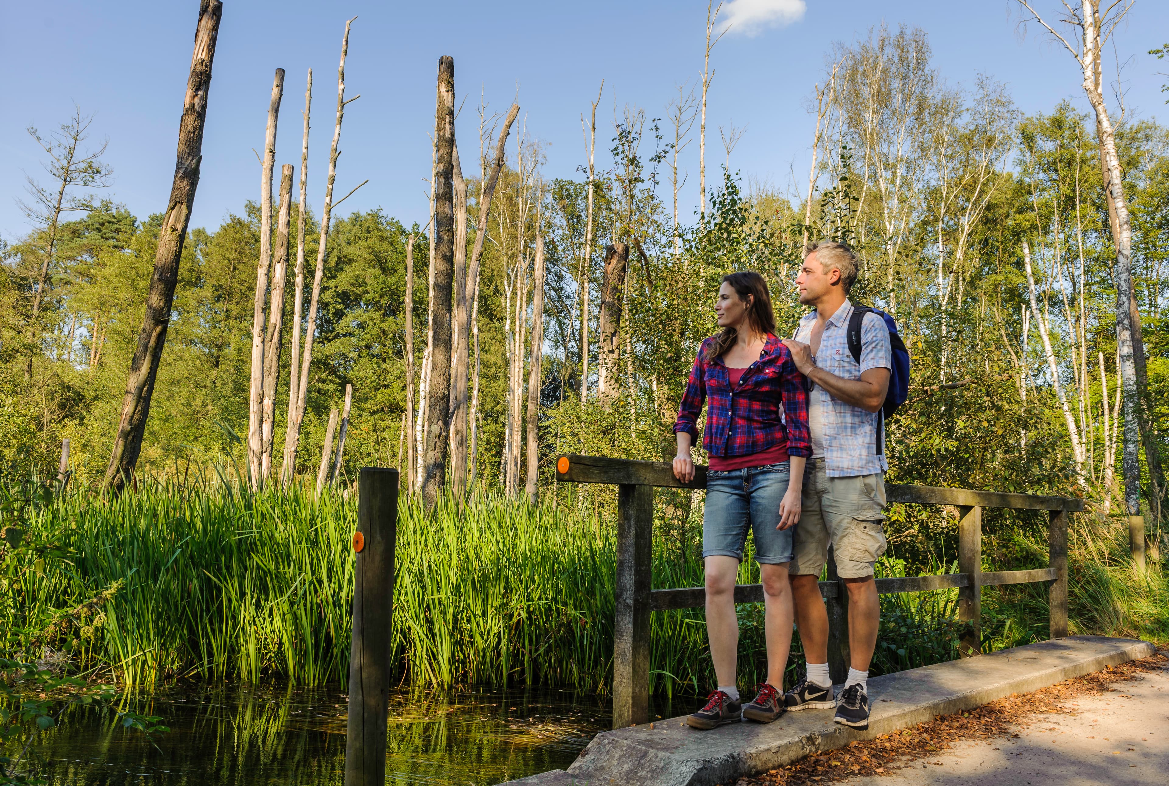 Bruchwald Endeholz Südheide