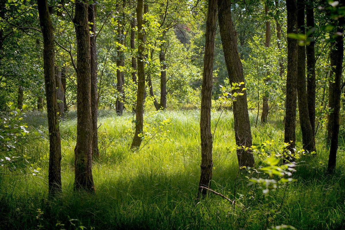 Waldgebiet in der Südheide