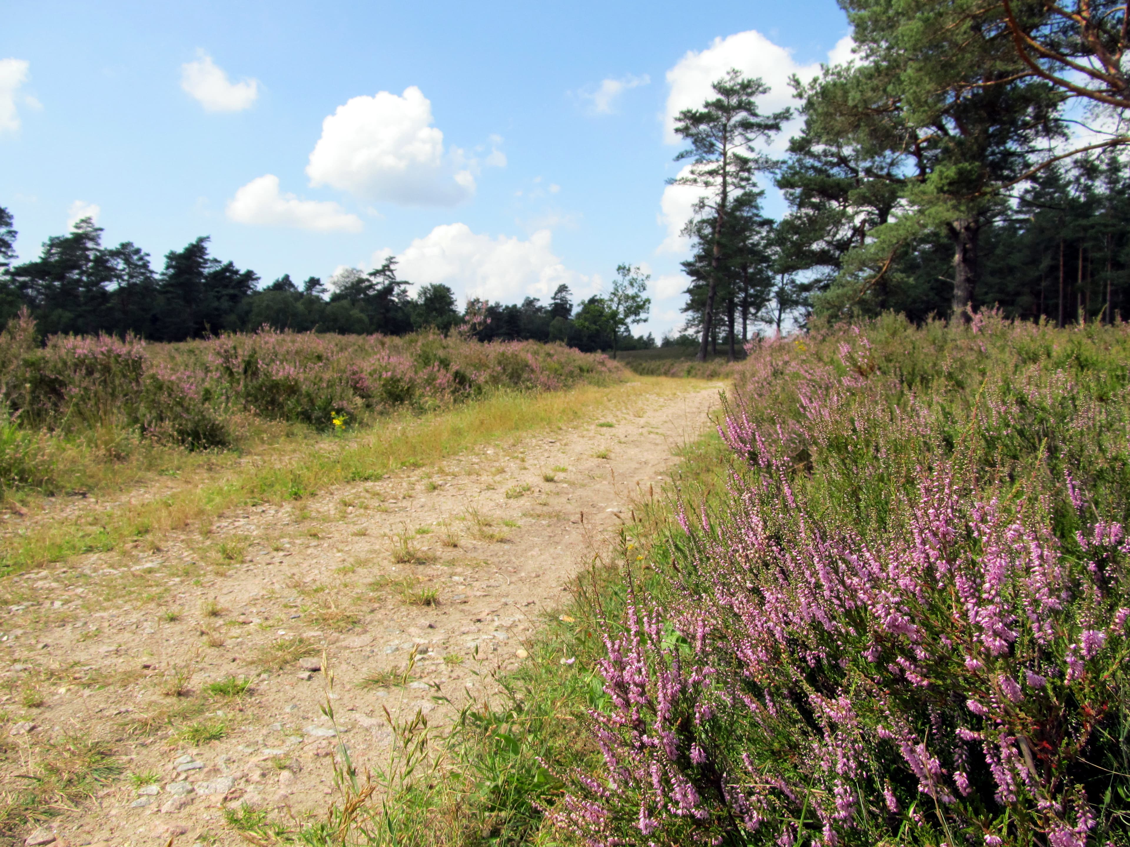 Schwindebecker Heide