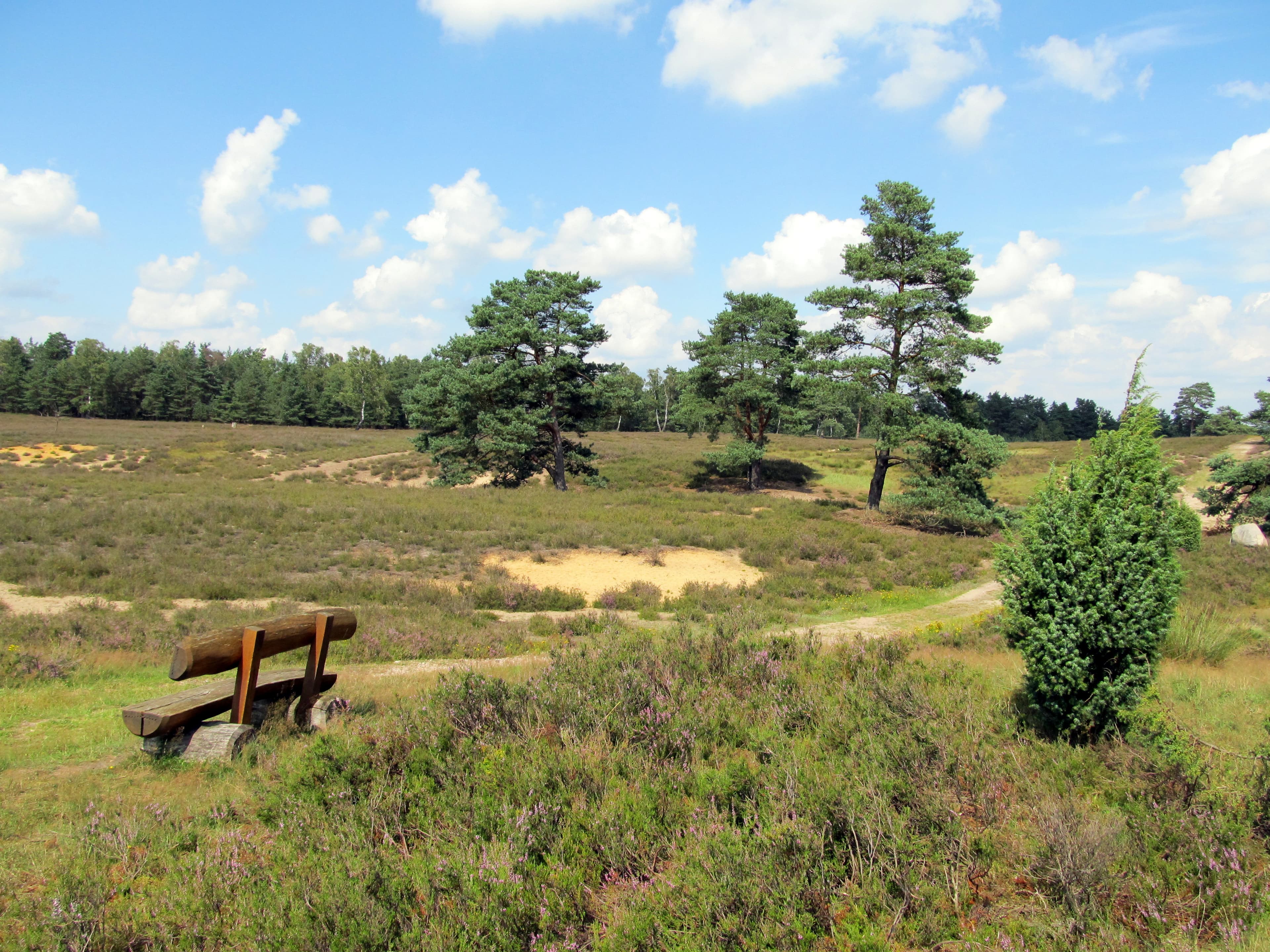 Schwindebecker Heide